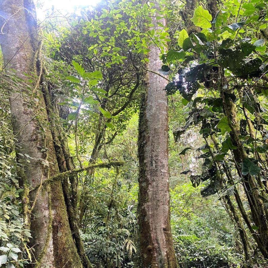 Cabana Anturios San José Exteriör bild