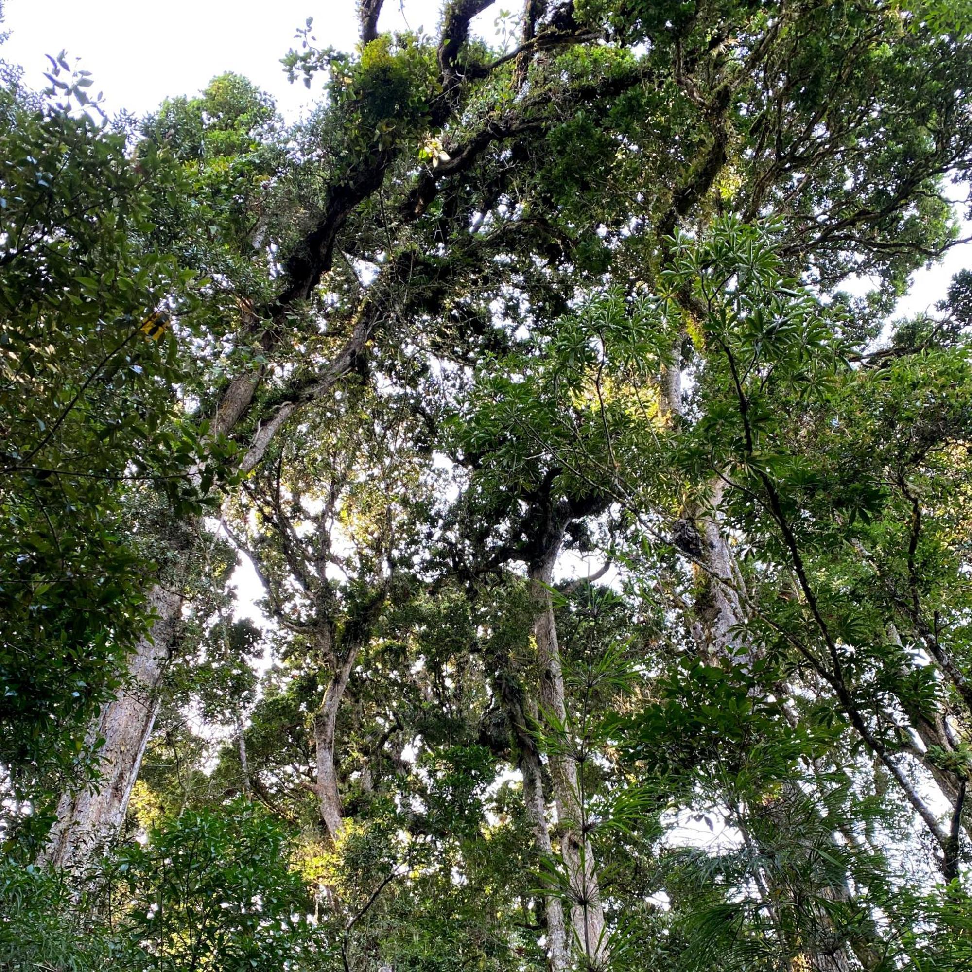 Cabana Anturios San José Exteriör bild